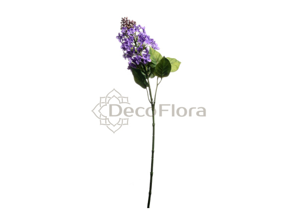 Флокс 62см фиолетовая